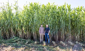 John Ferguson and Andrew Leakey stand beside a field of bioenergy sorghum.