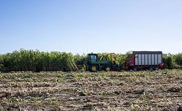 harvesting sorghum